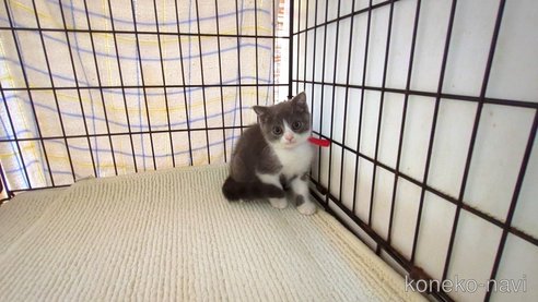 成約済の茨城県のブリティッシュショートヘア-93327の6枚目