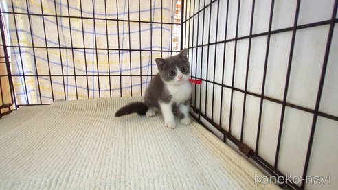 成約済の茨城県のブリティッシュショートヘア-93327の5枚目
