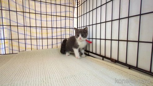 成約済の茨城県のブリティッシュショートヘア-93327の4枚目