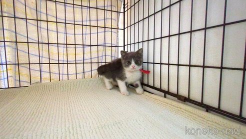 成約済の茨城県のブリティッシュショートヘア-93327の3枚目