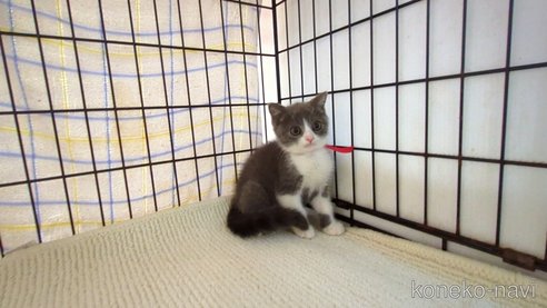 成約済の茨城県のブリティッシュショートヘア-93327の2枚目