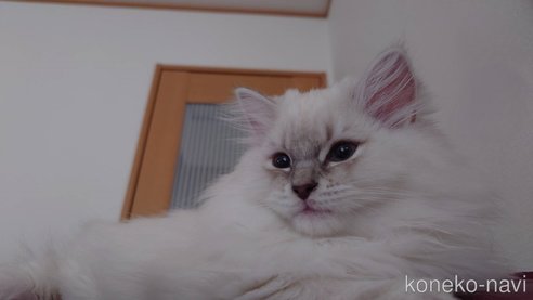 販売中の栃木県のサイベリアン-90490の8枚目