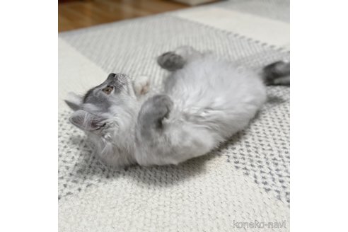 成約済の愛知県のミヌエット-88313の20枚目