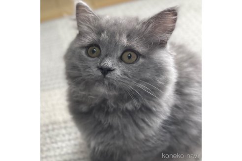 成約済の愛知県のミヌエット-88311の12枚目