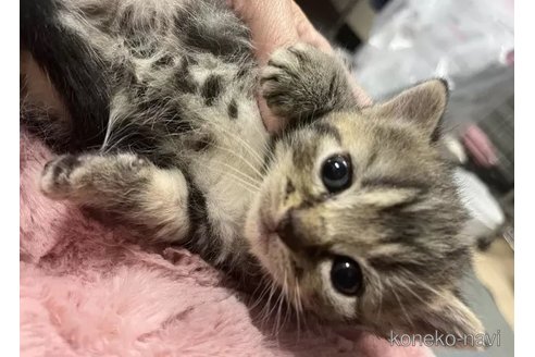 成約済の静岡県のマンチカン-93346の2枚目