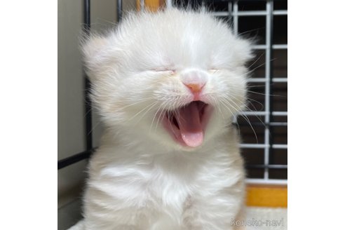 成約済の愛知県のミヌエット-93350の32枚目
