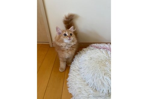 成約済の愛知県のミヌエット-93352の4枚目