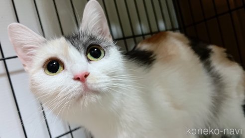 ののスコティッシュフォールド-