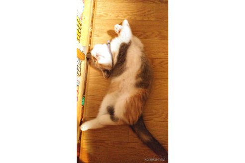 モアナちゃん1枚目