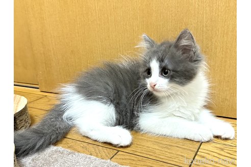 成約済の千葉県のラガマフィン-89466の5枚目