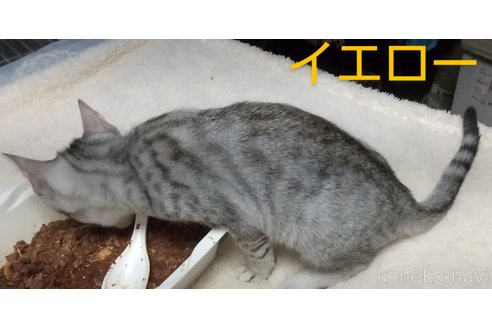成約済の愛知県のミックス-59420の3枚目