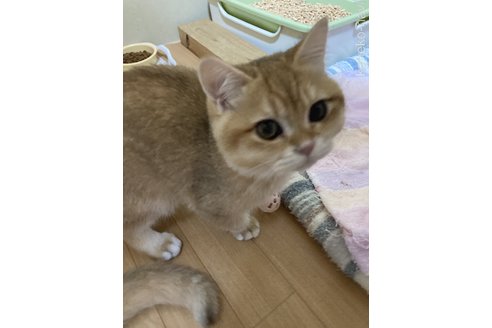 成約済の三重県のブリティッシュショートヘア-84284の2枚目