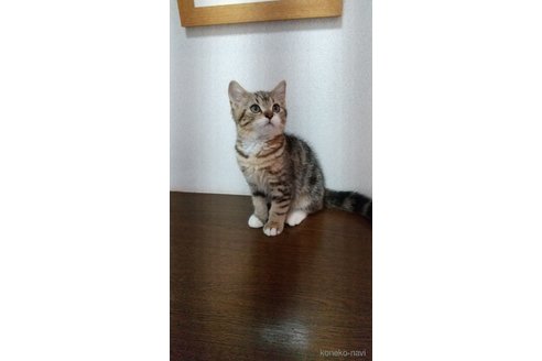 成約済の栃木県のスコティッシュフォールド-89346の4枚目