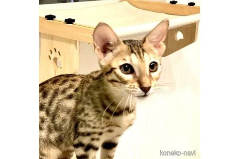 成約済の茨城県のサバンナキャット-93399の5枚目
