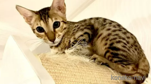 成約済の茨城県のサバンナキャット-93399の1枚目