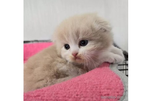 成約済の福岡県のスコティッシュフォールド(折れ耳)-93414の12枚目