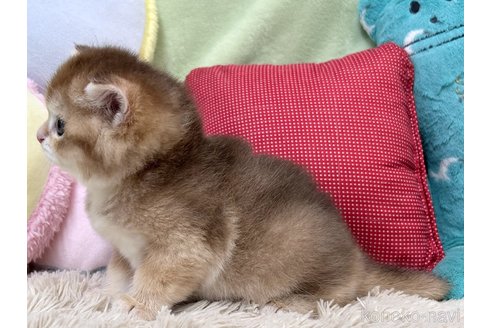 成約済の大阪府のブリティッシュショートヘア-92988の4枚目
