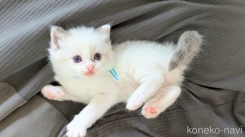 成約済の茨城県のラグドール-93421の15枚目