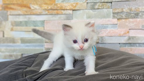 成約済の茨城県のラグドール-93421の16枚目