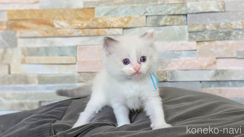 成約済の茨城県のラグドール-93421の13枚目