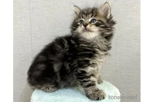 成約済の神奈川県のサイベリアン-92409の4枚目