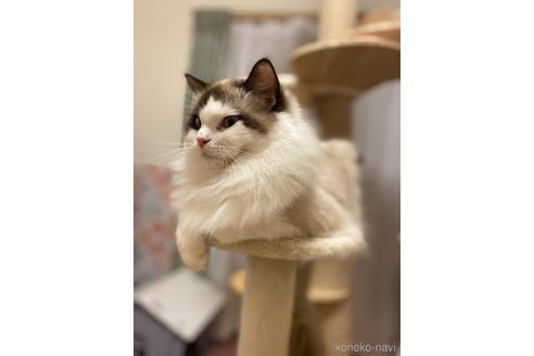 ももちゃん1枚目