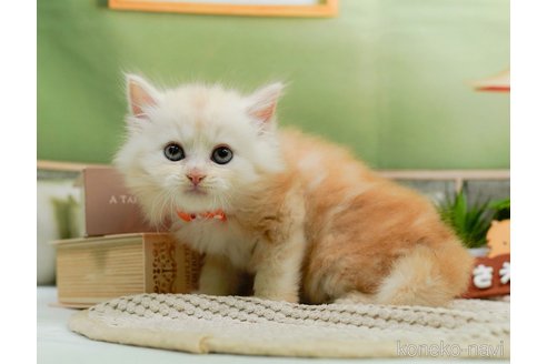 成約済の神奈川県のミヌエット-93566の7枚目