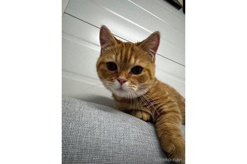 成約済の千葉県のマンチカン(短足)-83063の5枚目
