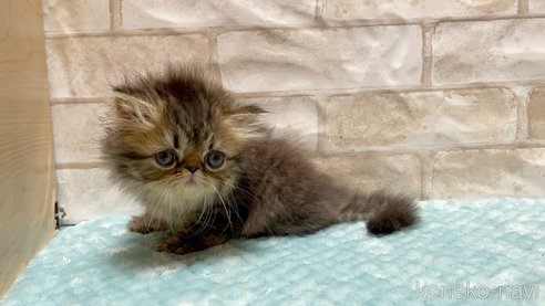成約済の愛知県のエキゾチックショートヘア-93009の3枚目