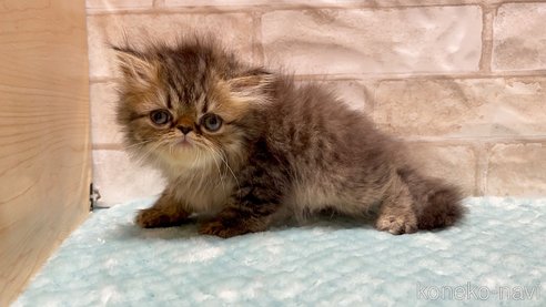 成約済の愛知県のエキゾチックショートヘア-93009の4枚目