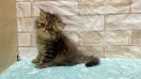 成約済の愛知県のエキゾチックショートヘア-93009の5枚目
