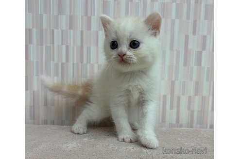 成約済の千葉県のスコティッシュフォールド-93578の3枚目