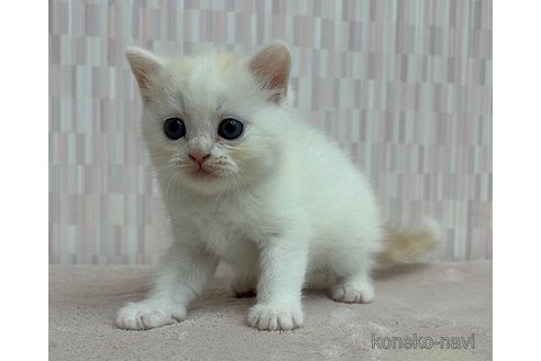 成約済の千葉県のスコティッシュフォールド-93578の2枚目