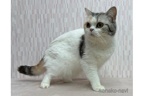 ういろうちゃん1枚目