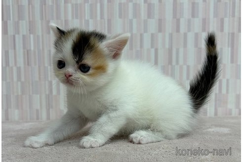 成約済の千葉県のミヌエット-93579の2枚目