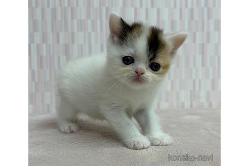 成約済の千葉県のミヌエット-93579の3枚目