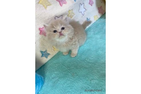 成約済の大阪府のミックス-93581の2枚目