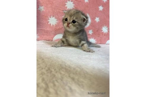 成約済の大阪府のスコティッシュフォールド-93586の3枚目