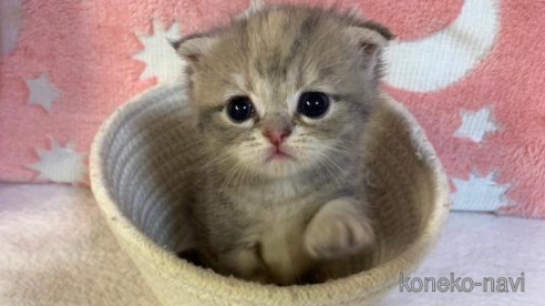 成約済の大阪府のスコティッシュフォールド-93586