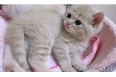 成約済の京都府のマンチカン-93590の5枚目