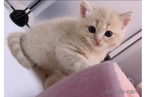 成約済の京都府のマンチカン-93590の1枚目