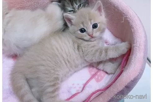 成約済の京都府のマンチカン-93590の2枚目