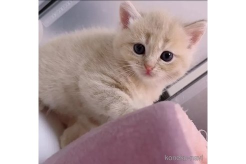 成約済の京都府のマンチカン-93590の3枚目