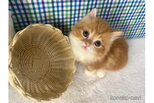 成約済の大阪府のマンチカン-93596の1枚目