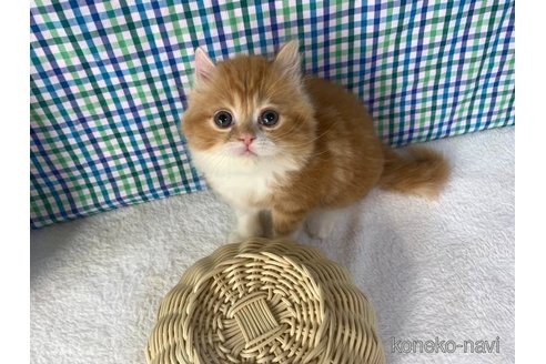 成約済の大阪府のマンチカン-93596の3枚目
