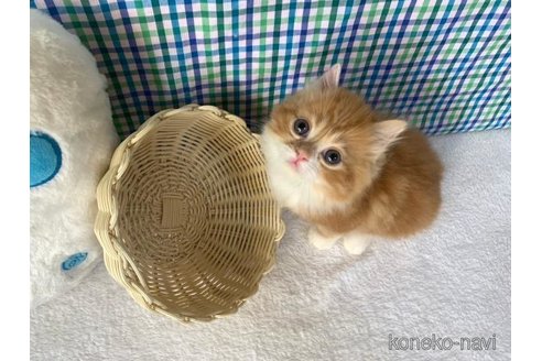 成約済の大阪府のマンチカン-93596の5枚目