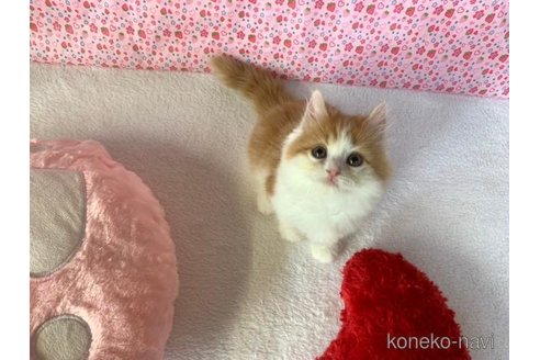 成約済の大阪府のマンチカン-93598の4枚目