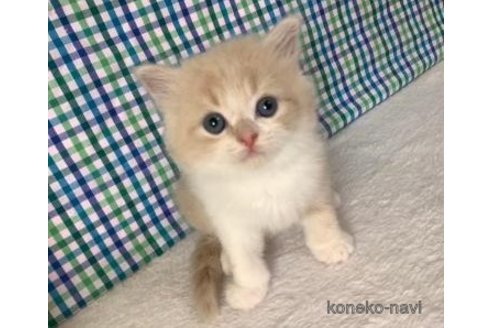 成約済の大阪府のスコティッシュフォールド-93599