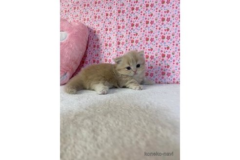 成約済の大阪府のマンチカン(短足)-93600の3枚目