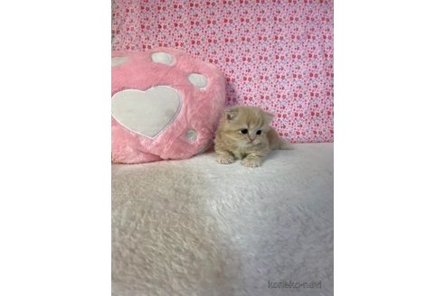 成約済の大阪府のマンチカン(短足)-93600の4枚目